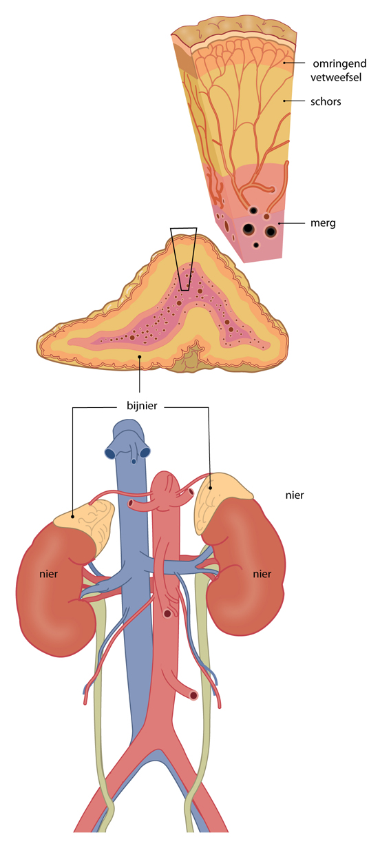 Slagter drawing anatomy adrenal gland dutch labels anatomytool